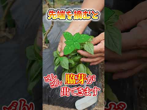 家庭菜園に最適なマルチは何ですか?収穫量を増やすための 3 つのオプション!  庭園
