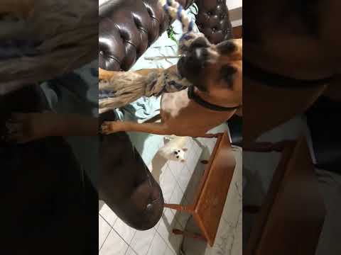 Random play time with Nevaeh and Fred.