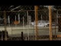 Ringling Bros Circus Presents Dragons 2012 Federal Violations