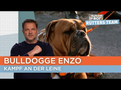 Frauchen Marion kommt an ihre körperlichen Grenzen 😳 | Der Hundeprofi - Rütters Team