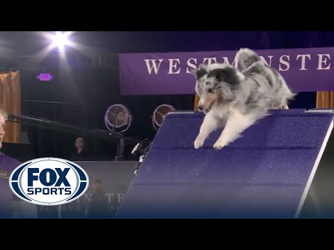 Bee the Shetland Sheepdog, wins the 16" class at the 2022 WKC Masters Agility | FOX Sports