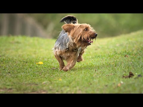Maintaining Your Yorkie s Dental Health A Guide to Teeth Brushing