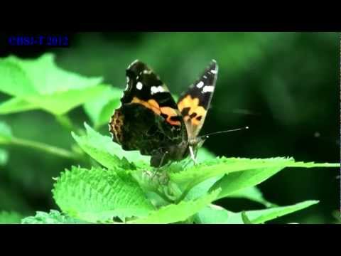 [HD] Vanessa indica drumming foodplant by the forelegs