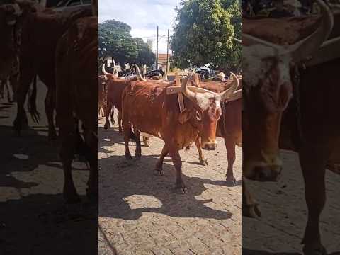 carro de boi no Desterro de entre rios MG