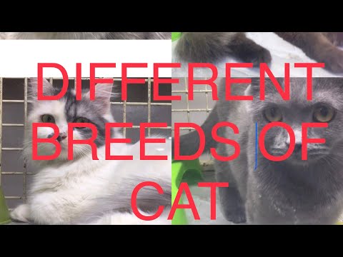 DIFFERENT TYPES OF PERSIAN CAT||MURANG BILIHAN NG PERSIAN CAT