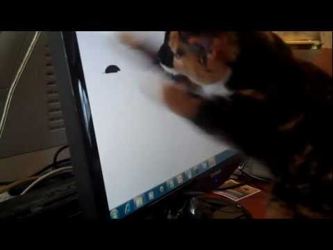 Cat vs Computer Mouse 😸 Video