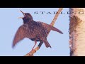 Bird sounds. Common Starling singing in spring