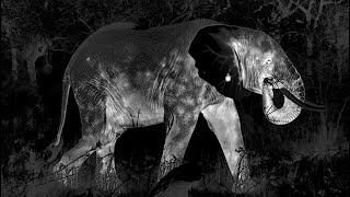 Secrets Of The Wild African Night | Waterhole: Africa's Animal Oasis | BBC Earth