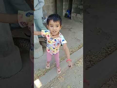 બિલાડી ને રોટલી ખાવી છે