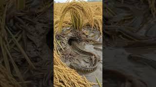 Download lagu Fish many swimming in flooded rice #video #fishing #videoshort mp3 Download lagu Fish many swimming in flooded rice #video #fishing #videoshort mp3