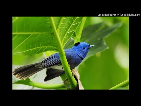 Lagu Kristen : Yesus jawabanku  Mp3