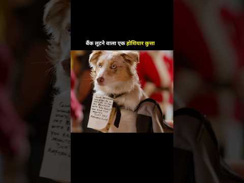 A smart dog who robs a bank