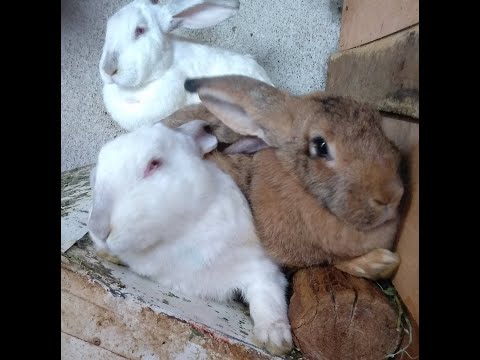 KANÍNUR ✪ NAGDÝR