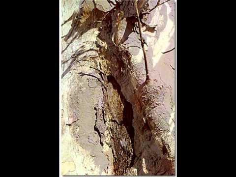 New York - Slideshow - Trees