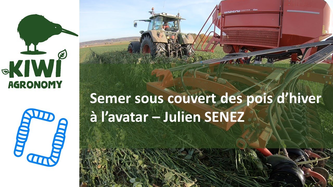 Semer sous couvert des pois d’hiver à l’avatar – Julien SENEZ