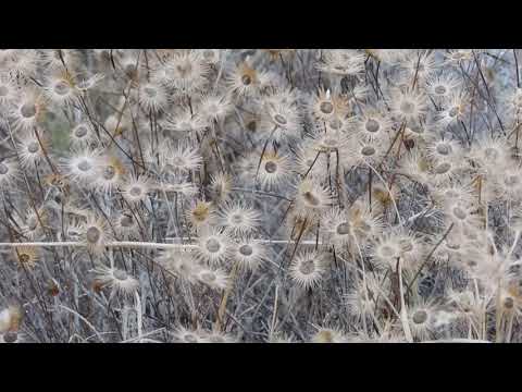 Gray flowers - Apos B-roll (Free to Use HD Stock Video Footage)