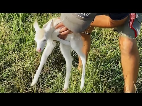 Man rescues white deer rejected from herd, can't believe his eyes when he grows up