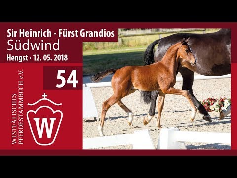 054 Südwind HF v. Sir Heinrich - Fürst Grandios