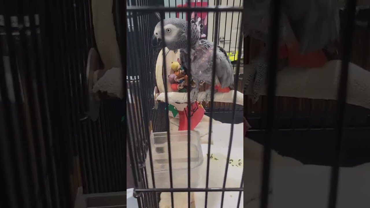 Cosmo, a Adoptable African Grey in Jacksonville, FL video 2/2