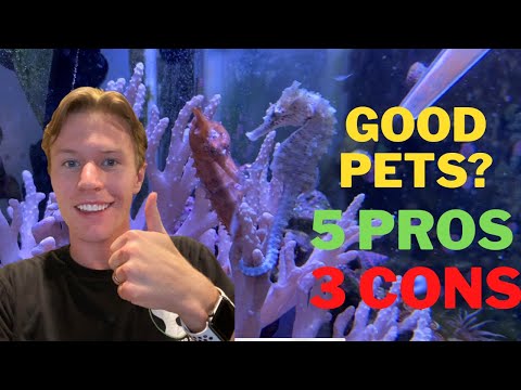 Do Seahorses Make Good Pets? 5 Pros and 3 Cons to owning seahorses!