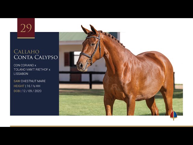 Callaho Conta Calypso