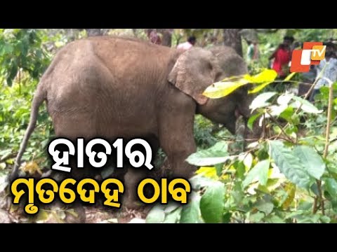 Carcass of an elephant found in Sundergarh forest Video