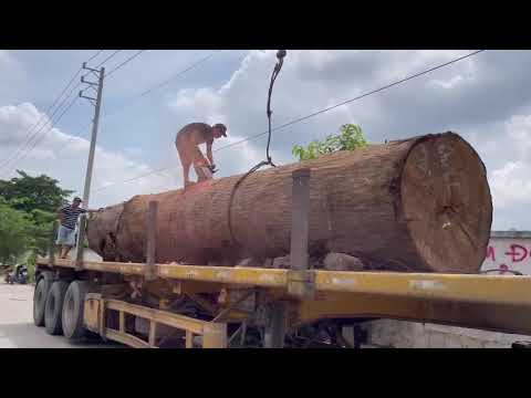 MUA BÁN GỖ TRÒN NHẬP KHẨU