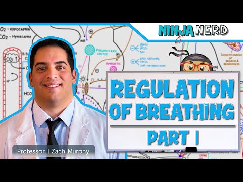Respiratory | Regulation of Breathing: Respiratory Centers: Part 1
