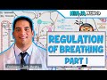 Respiratory Regulation Of Breathing Respiratory Centers Part 1