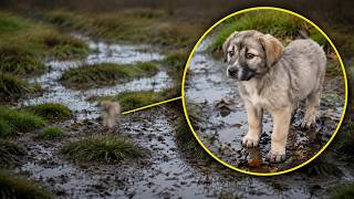 Small Puppy Undergoes Complete Change After This Man Rescued Her