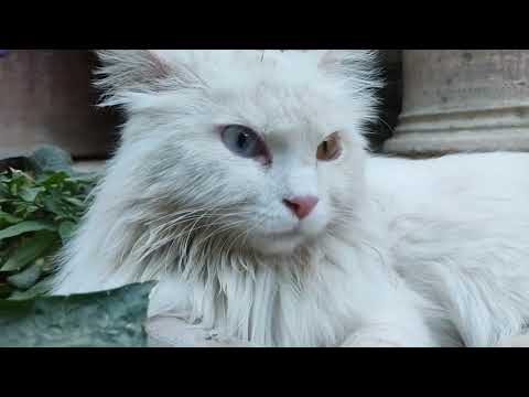 Cat with different eyes color-