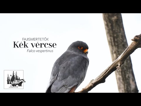 Kék vércse