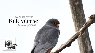 Kék vércse – fajismertető videó