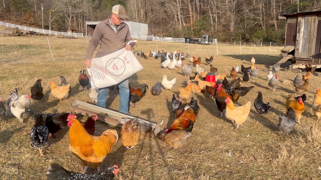 Farm Life - Chores, Cows, Chickens & Pigs