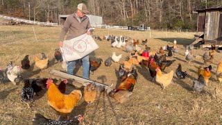 Farm Life - Chores, Cows, Chickens & Pigs