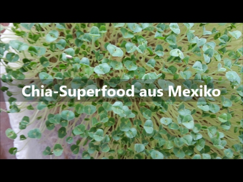 Chiasamen keimen lassen. Anleitung