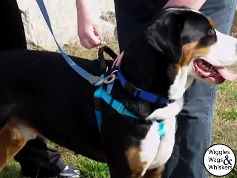 Freedom No Pull Harness