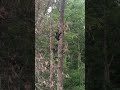 Black bear cub yelling for mom
