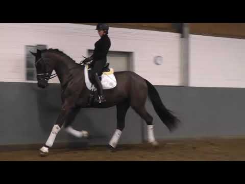 "FLORYDAY"-Weidenhof-Verkaufspferd:Hannoveraner,Wallach,Rappe, 174cm