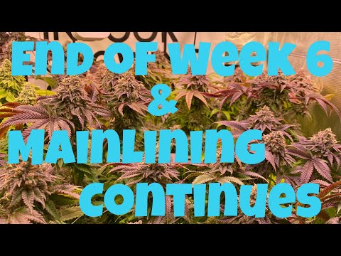 Mainline series 2 - growing cannabis for yield