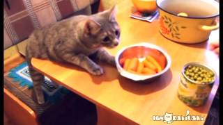 Смотреть онлайн Подборка: Коты-проказники воруют еду