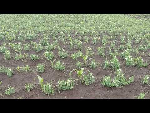 Un paraíso en Imbabura  Pimampiro  Ecuador 