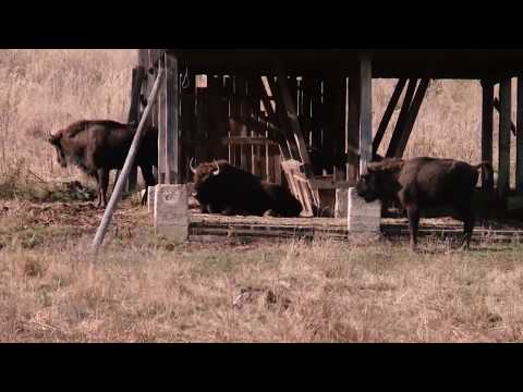 Andra's Journey, județul NEAMȚ