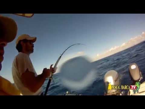 Pesca alla ricciola: due nuove catture