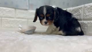 キャバリアの動画01