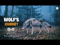 Wolf S Journey हिन्दी डॉक्यूमेंट्री Wildlife Documentary In Hi