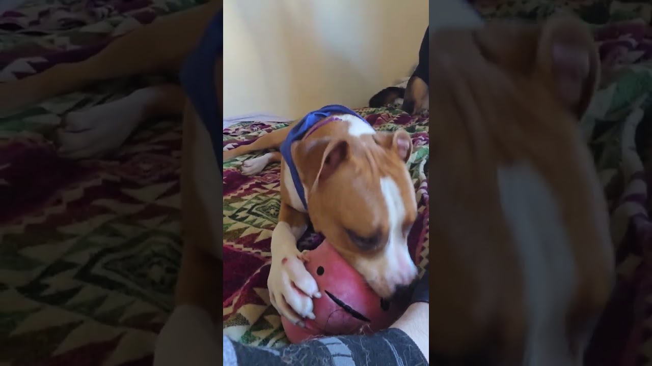 Macarron, a ADOPTABLE mixed breed in Sacramento, CA video 5/5