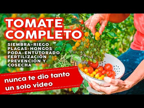 , title : '🍅 Como Plantar Tomates COMPLETO: Siembra Plagas Hongos Fertilizantes Riego Poda y mucho más'