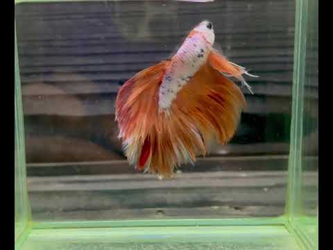 【1点モノ】 ベタ  ハーフムーン #shorts #タイ産 #淡水魚 #アクアリウム (b5495)