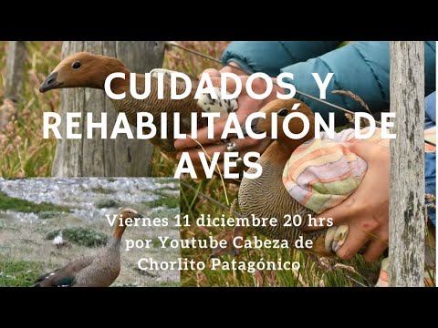 , title : 'Cuidados y Rehabilitación de Aves'
